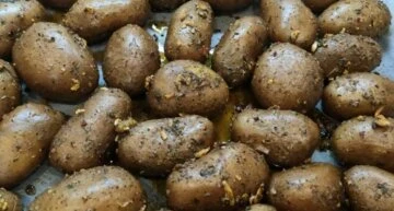 картопля